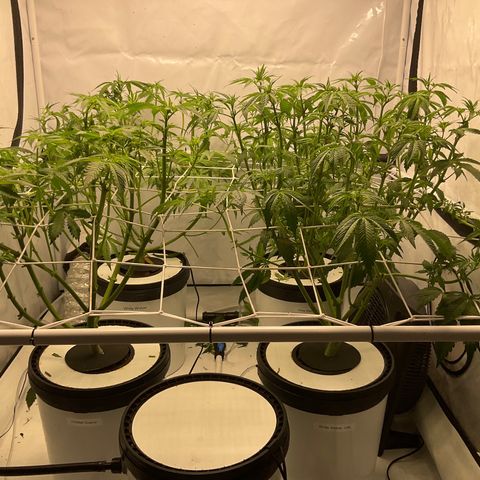 White Widow growlog photo: Jo entlaubte Damen