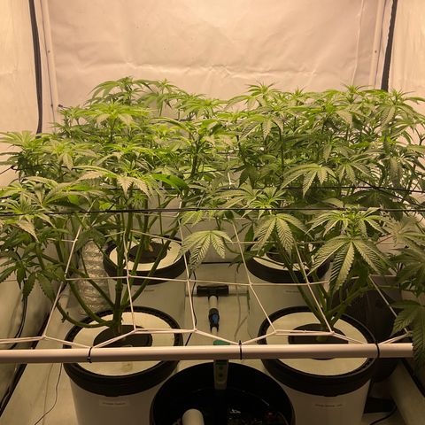 White Widow growlog timeline photo