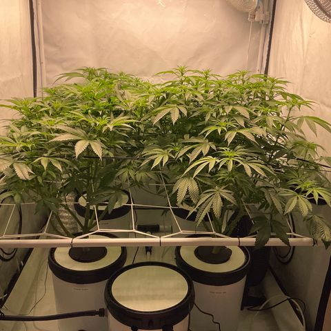 White Widow growlog timeline photo