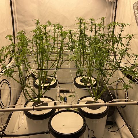 White Widow growlog timeline photo