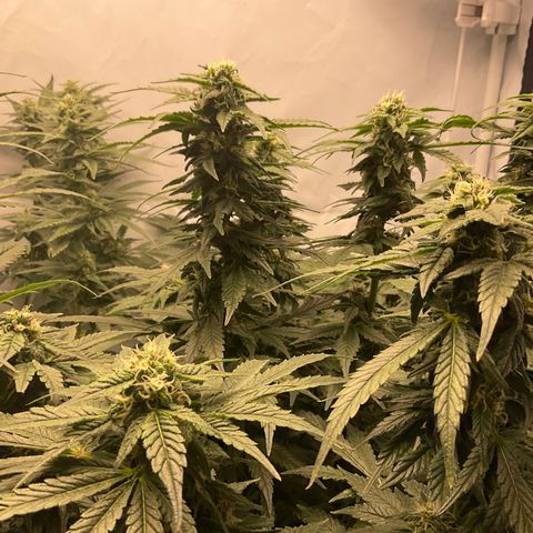 White Widow growlog timeline photo