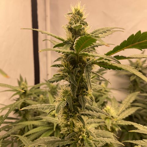 White Widow growlog timeline photo