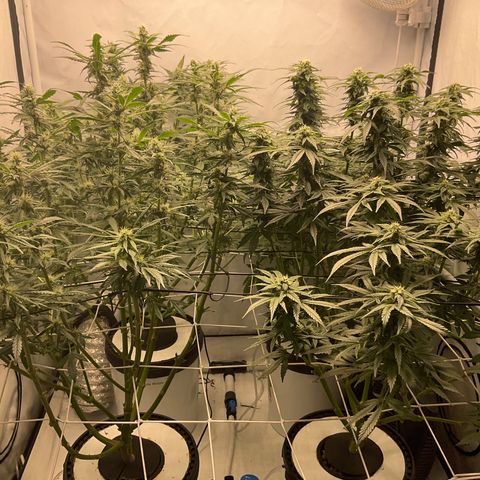 White Widow growlog timeline photo