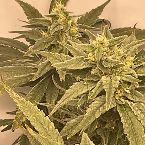 White Widow growlog timeline photo