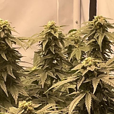 White Widow growlog timeline photo