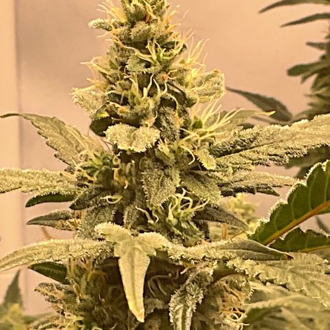 White Widow growlog timeline photo