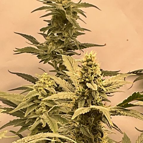 White Widow growlog timeline photo