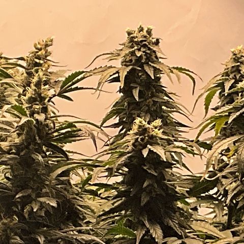 White Widow growlog timeline photo