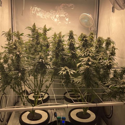 White Widow growlog timeline photo