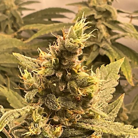 White Widow growlog timeline photo