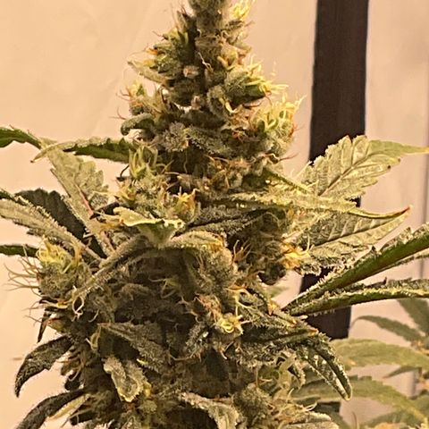 White Widow growlog timeline photo