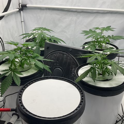 White widow   growlog photo: Getoppt 