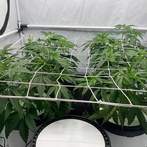 White widow   growlog timeline photo