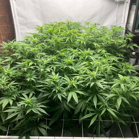White widow   growlog timeline photo