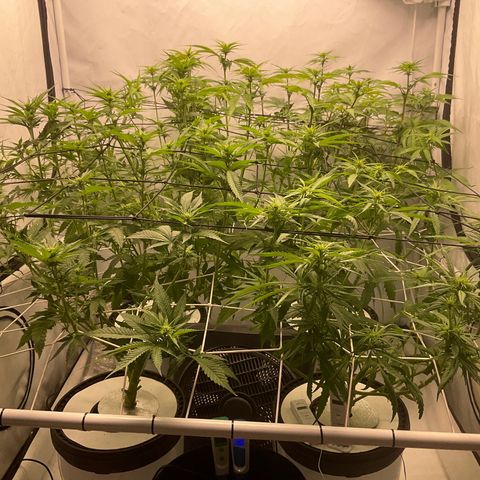 White widow   growlog timeline photo