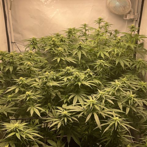 White widow   growlog timeline photo