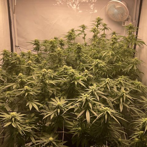White widow   growlog timeline photo