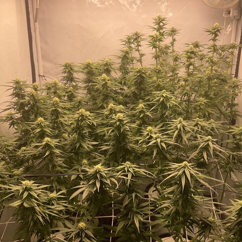 White widow   growlog timeline photo