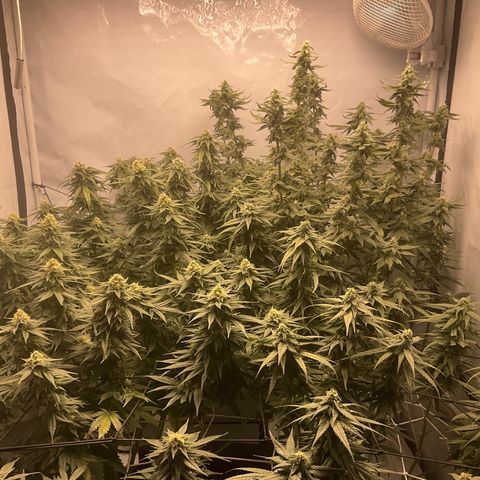 White widow   growlog timeline photo
