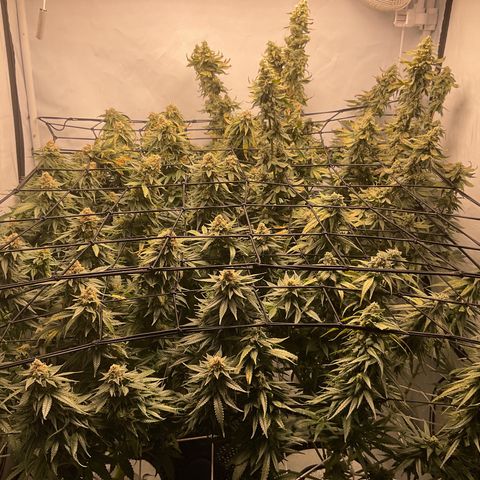 White widow   growlog timeline photo