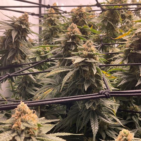 White widow   growlog timeline photo