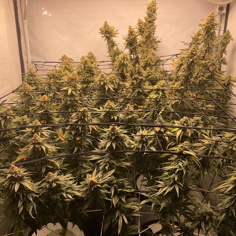 White widow   growlog timeline photo