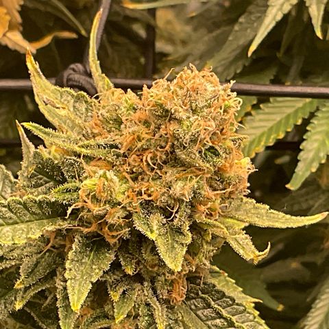 White widow   growlog timeline photo