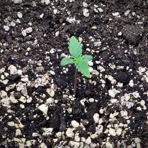 Purple Lemonade Auto growlog timeline photo