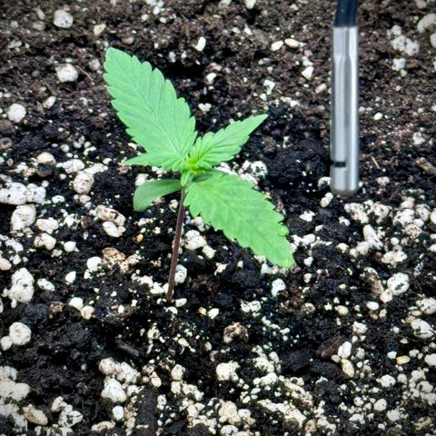 Purple Lemonade Auto growlog timeline photo