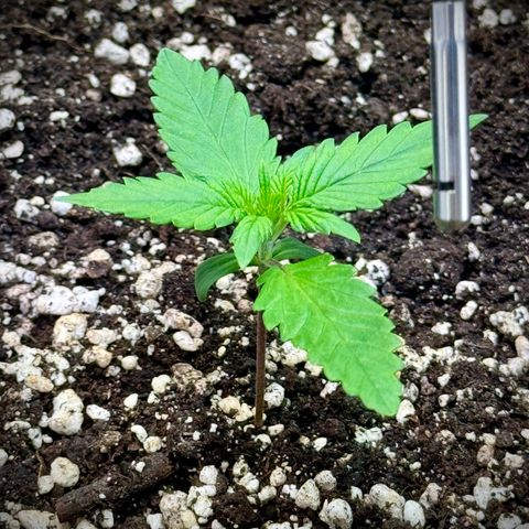 Purple Lemonade Auto growlog timeline photo