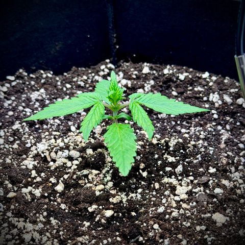 Purple Lemonade Auto growlog timeline photo