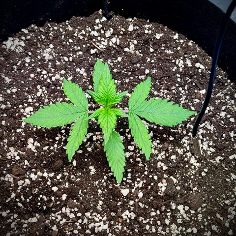 Purple Lemonade Auto growlog timeline photo