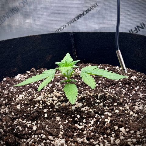 Purple Lemonade Auto growlog timeline photo