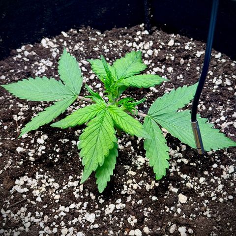 Purple Lemonade Auto growlog timeline photo