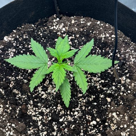 Purple Lemonade Auto growlog timeline photo