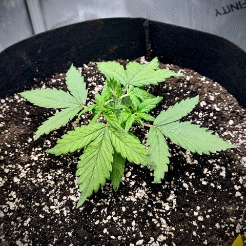 Purple Lemonade Auto growlog timeline photo