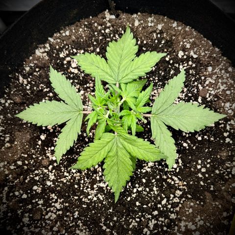 Purple Lemonade Auto growlog timeline photo