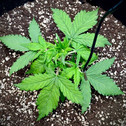 Purple Lemonade Auto growlog timeline photo