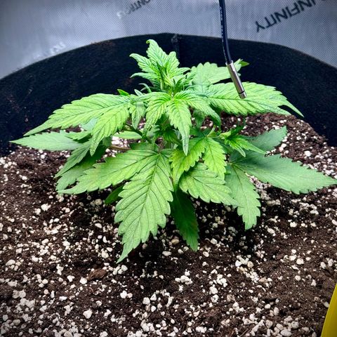 Purple Lemonade Auto growlog timeline photo