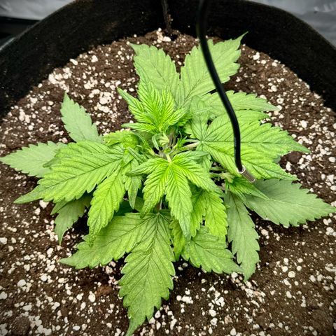 Purple Lemonade Auto growlog timeline photo