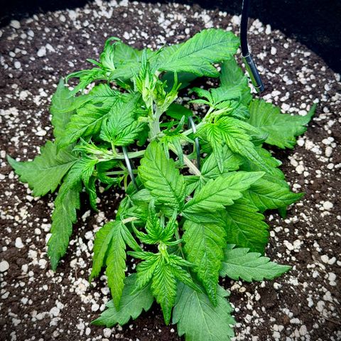 Purple Lemonade Auto growlog timeline photo