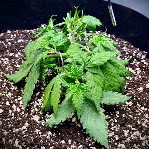 Purple Lemonade Auto growlog timeline photo