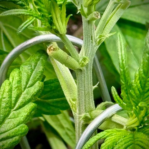 Purple Lemonade Auto growlog timeline photo