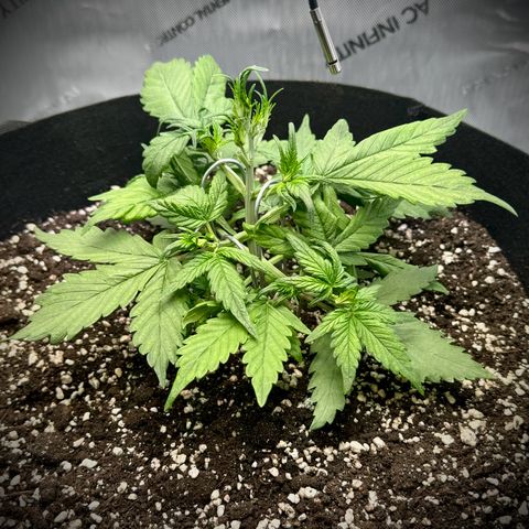 Purple Lemonade Auto growlog timeline photo