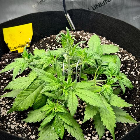 Purple Lemonade Auto growlog timeline photo