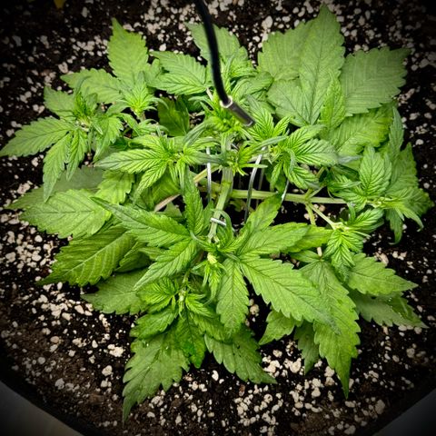 Purple Lemonade Auto growlog timeline photo