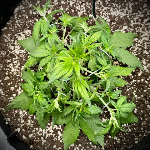 Purple Lemonade Auto growlog timeline photo