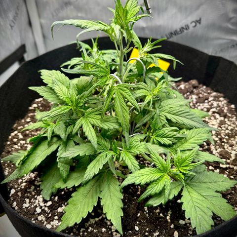 Purple Lemonade Auto growlog timeline photo