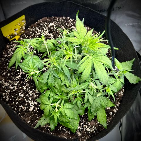 Purple Lemonade Auto growlog timeline photo