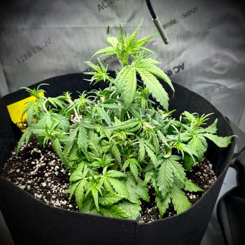 Purple Lemonade Auto growlog timeline photo